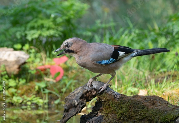 Obraz A jay bird stands on an old tree stump