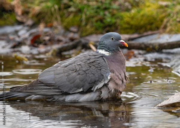 Obraz Wood pigeon vyakhir swims in a pond in early spring