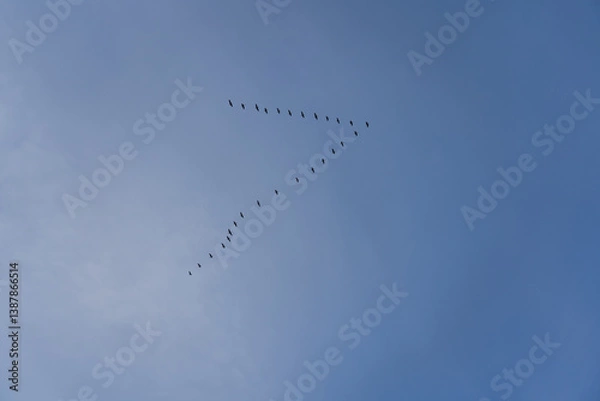 Fototapeta A school of birds in the sky returns from wintering. Birds flock