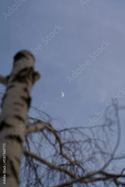 Fototapeta A waxing moon in the evening sky with a birch tree in the foreground. Minimalism