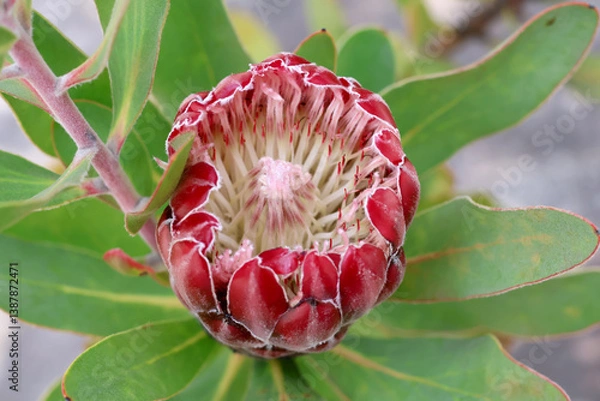 Obraz le cœur de cette fleur en plein moment d ouverture