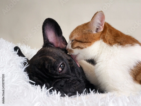 Obraz The cat affectionately licks the dog. White plaid