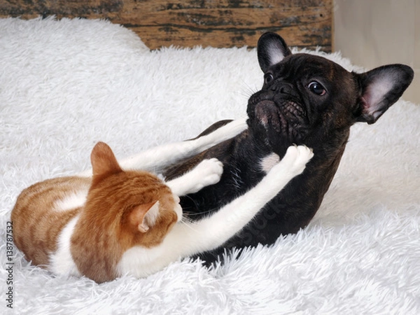 Obraz Fight cat dog