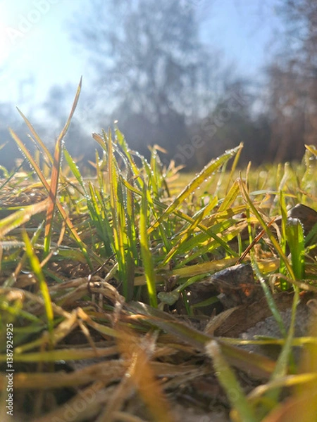 Obraz background with grass in the sun rays close up

