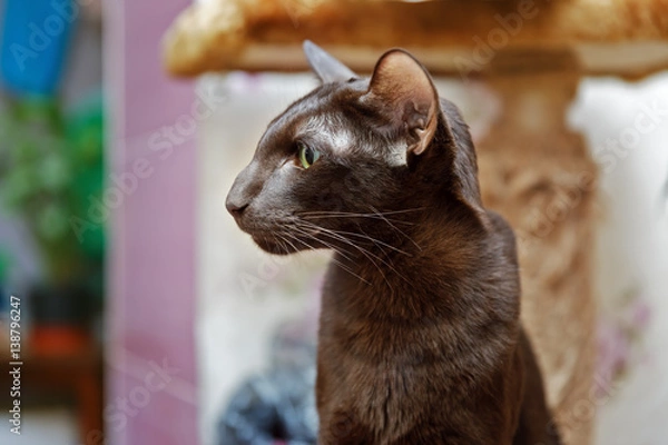 Obraz Ориентал смотрит на чужака