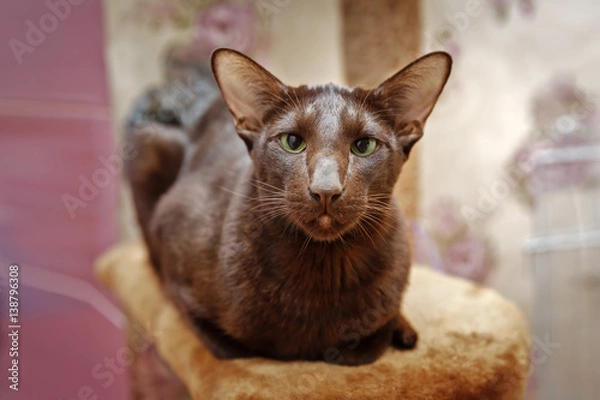 Obraz Шоколадная гавана