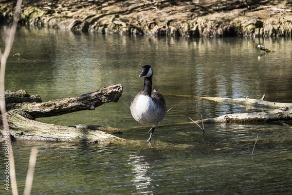 Fototapeta canada goose