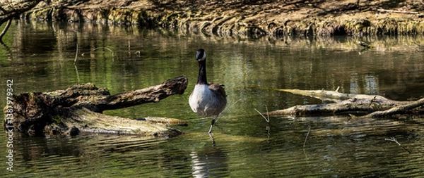 Fototapeta Canada Goose