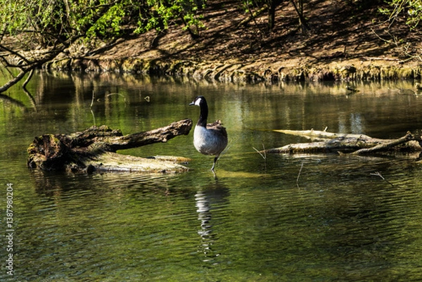 Fototapeta Canada Goose