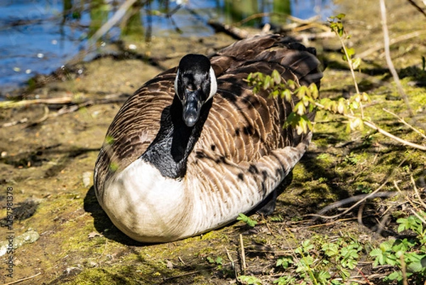 Obraz canada goose in the grass