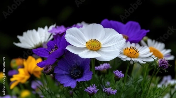 Fototapeta Vibrant flower bouquet close-up.  A medley of colorful blooms, featuring white cosmos, deep purple anemone, and sunny yellow flowers, all in sharp focus against a dark background