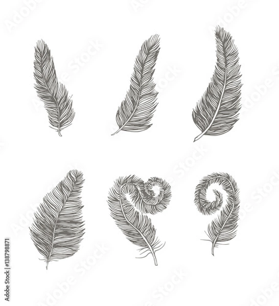Obraz Feather set line drawing element