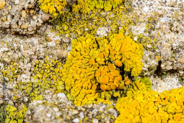 Fototapeta Caloplaca verruculifera and other types of crustose lichens on a concrete wall of a pier near the Black Sea, Odessa
