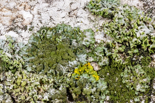 Fototapeta Caloplaca sp., Xanthoria parietina and other crustose lichens on a concrete pier wall near the Black Sea, Odessa