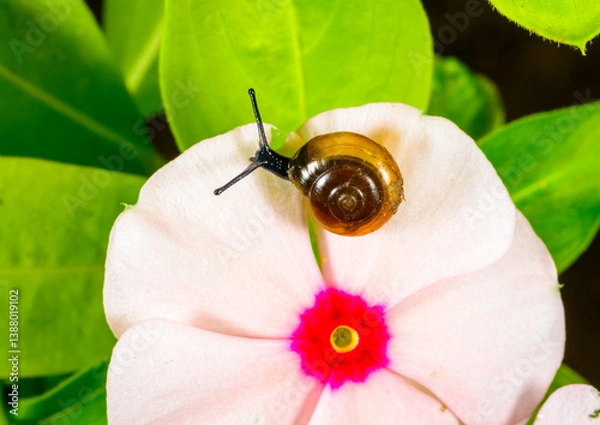 Fototapeta Oxychilus translucidus (Stylommatophora, Zonitidae), small gastropod mollusk on a tropical plant flower in a greenhouse