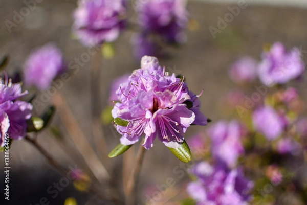 Obraz spring flowers