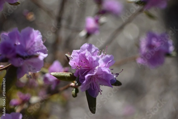 Obraz spring flowers