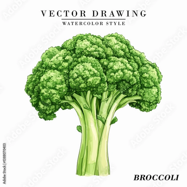 Obraz Watercolor Style Broccoli Vegetable Vector on White Background