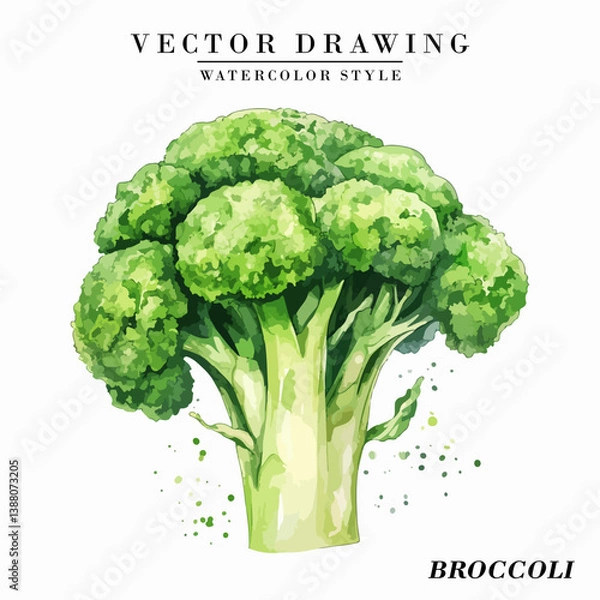 Obraz Watercolor Style Broccoli Vegetable Vector on White Background