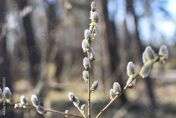 Obraz willow catkins in spring