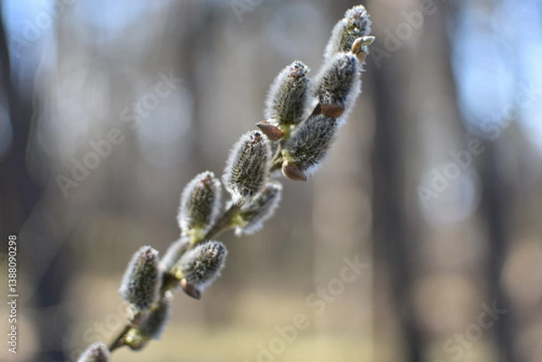 Obraz spring willow 