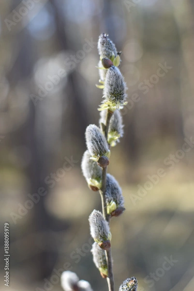 Obraz pussy willow catkins