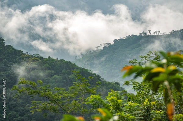 Fototapeta Rainforest with fog and natural green colors. A scene of the plant biodiversity of Colombia. Life teeming with life that invites you to travel.