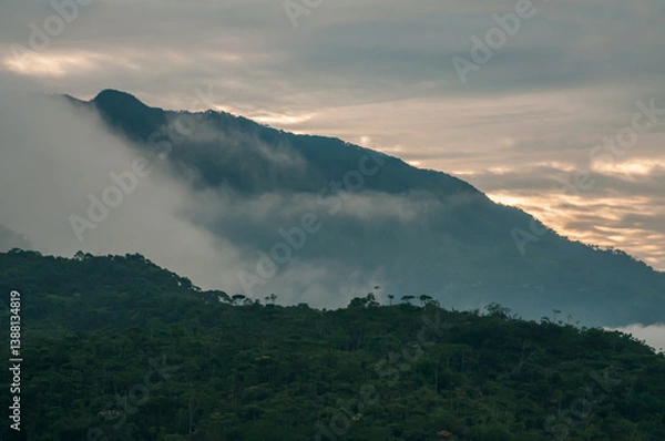 Fototapeta Sunbeams at dawn in the mist of a lush rainforest. A landscape full of life and biodiversity in the mountains of Colombia