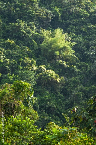 Fototapeta Sunrise light on a group of guaduas in the middle of a dense tropical jungle. A common Colombian scene that calls to be part of a more natural world.