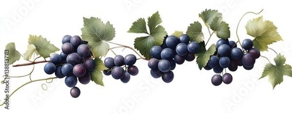 Fototapeta Fresh cluster of ripe blue grapes on vine.