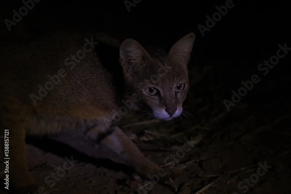 Fototapeta This rare and captivating image captures a Jungle Cat (wild cat) roaming stealthily through the undergrowth at night in Bhigwan, Maharashtra. Known for its sharp hearing, slender frame, and golden-bro