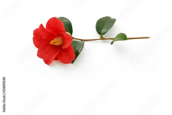 Obraz Rote Kamelienblüte