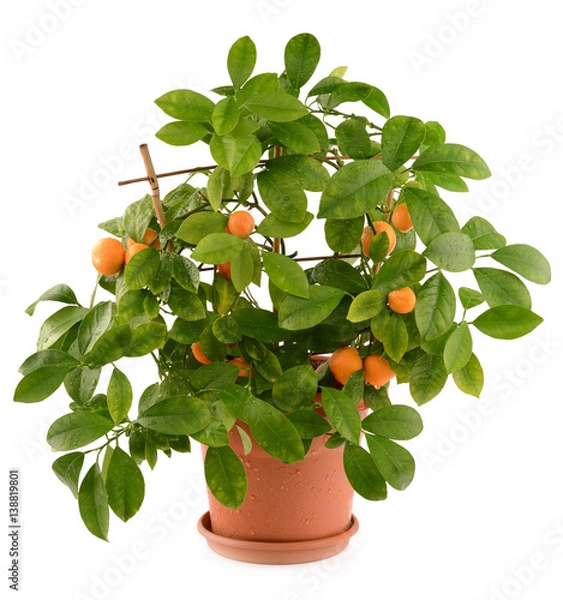 Obraz Small tangerines