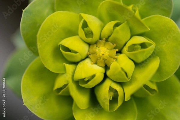 Fototapeta Wolfsmilch