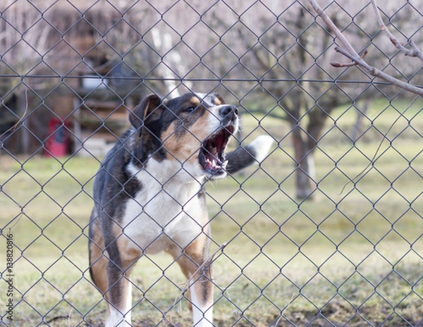 Obraz aggressive barking dog behind fence guarding garden