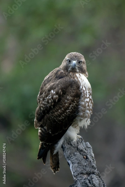 Fototapeta Beautiful Red Tail Hawk perched on top of deadwood branch in the Ojai Valley alert for danger and food looking to straight ahead