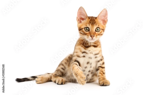 Fototapeta Bengal kitten
