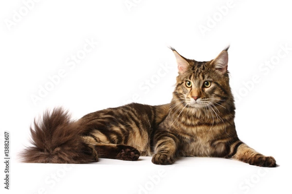 Obraz Kot maine-coon