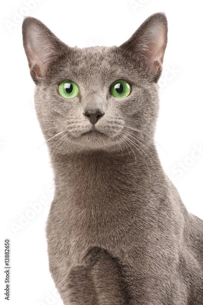 Obraz Portrait of a russian blue cat