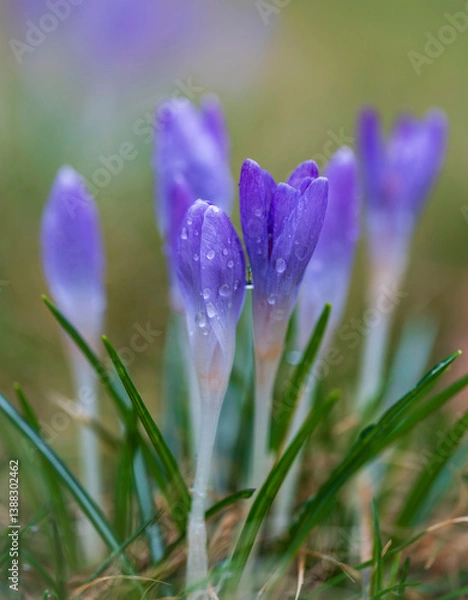 Obraz purple crocus flowers