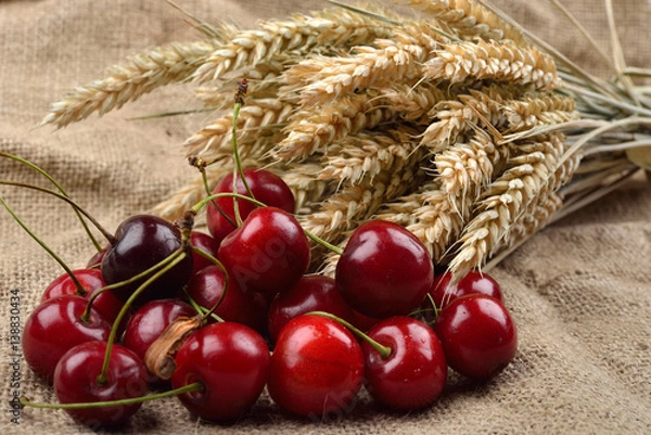 Obraz Fresh red and tasty cherries on jude background, with bunch of wheat behind them. Concept of healthy food, bio from countryside