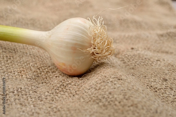 Obraz Green garlic with cloves on jute background. Rustic image. Copy space