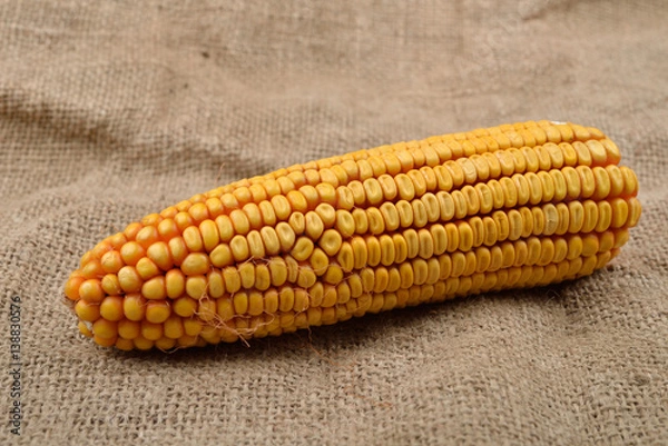 Obraz Dried corn lying on jute canvas background. Rustic image. Concept of healthy bio food