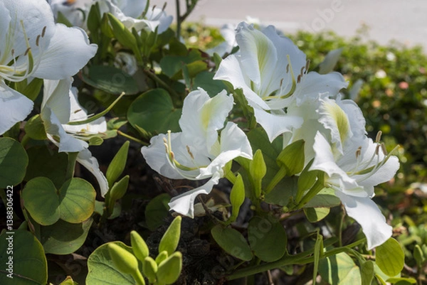 Obraz Close view of the elegant white flowers of the Bauhinia acuminata tree, also called Snowy Orchid Tree, amidst green foliage in Haifa, Israel.