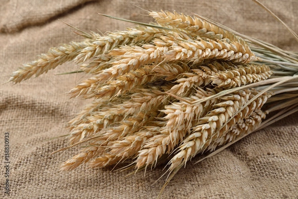 Obraz Wheat spikes on grain on rustic jute fabric with copy space. Canvas background. Rural scene
