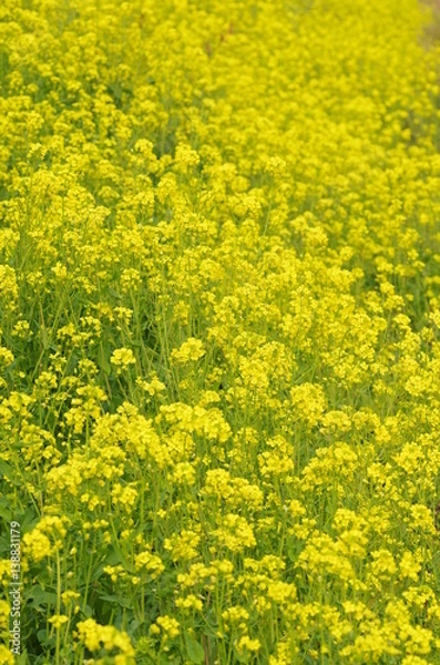 Obraz 菜の花の堤防