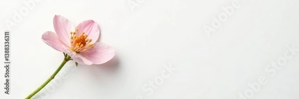 Obraz Single stem with delicate flowers on white background, botanical, foliage