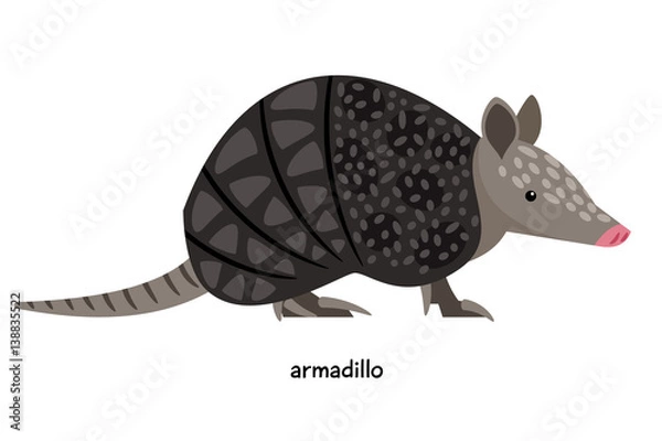 Fototapeta Armadillo - unique animal in the shell