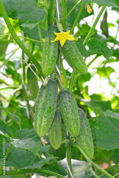 Fototapeta Hanging cucumbers in a greenhouse