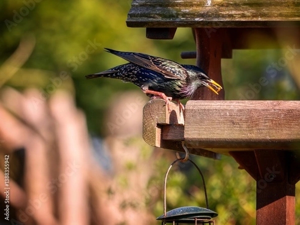 Obraz starling perched, on a bird  table